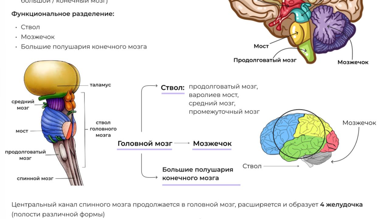 ноо — биология егэ