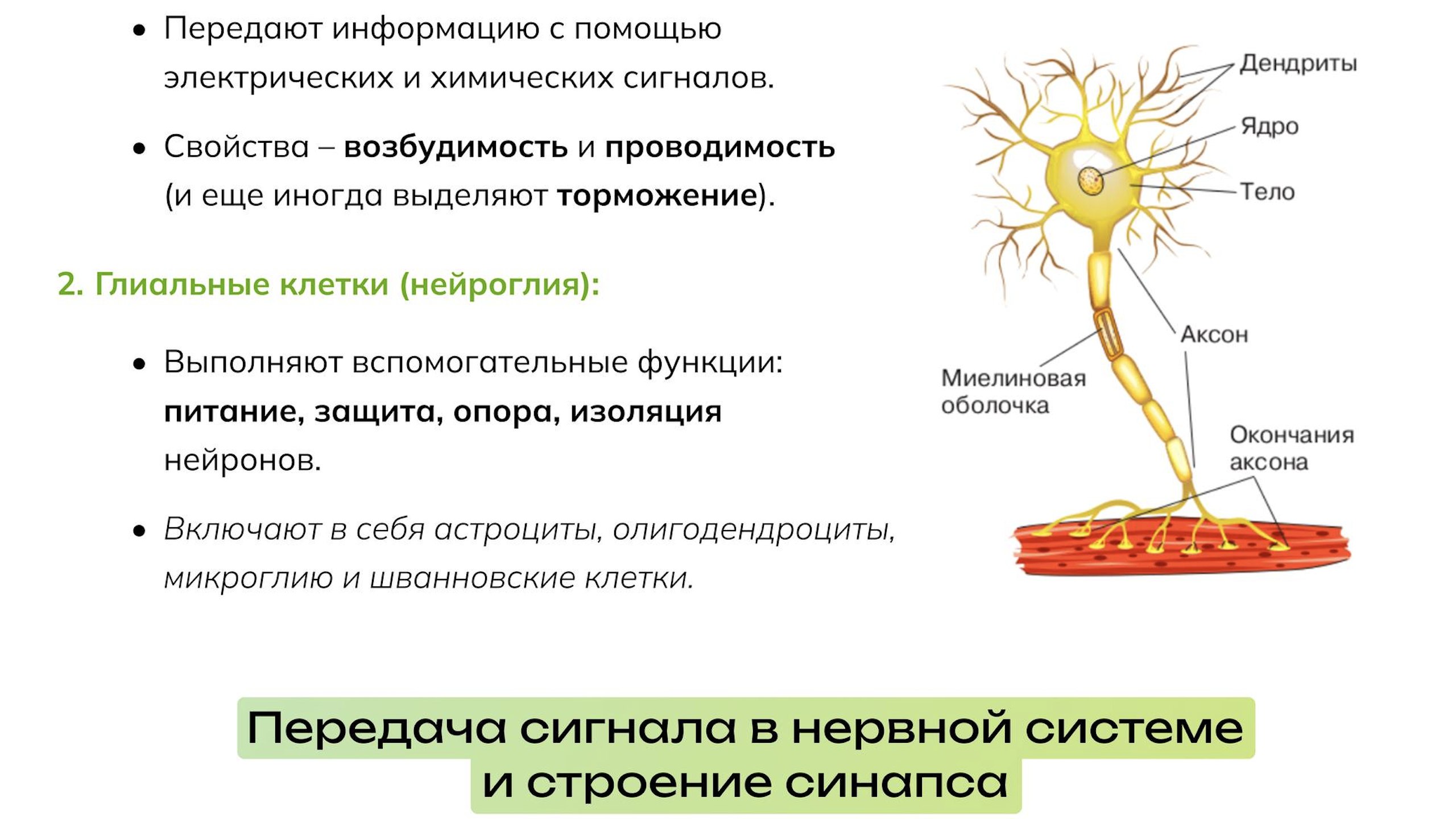 NeoFamily | Биология ЕГЭ-2027 | Андрей и Нурлан