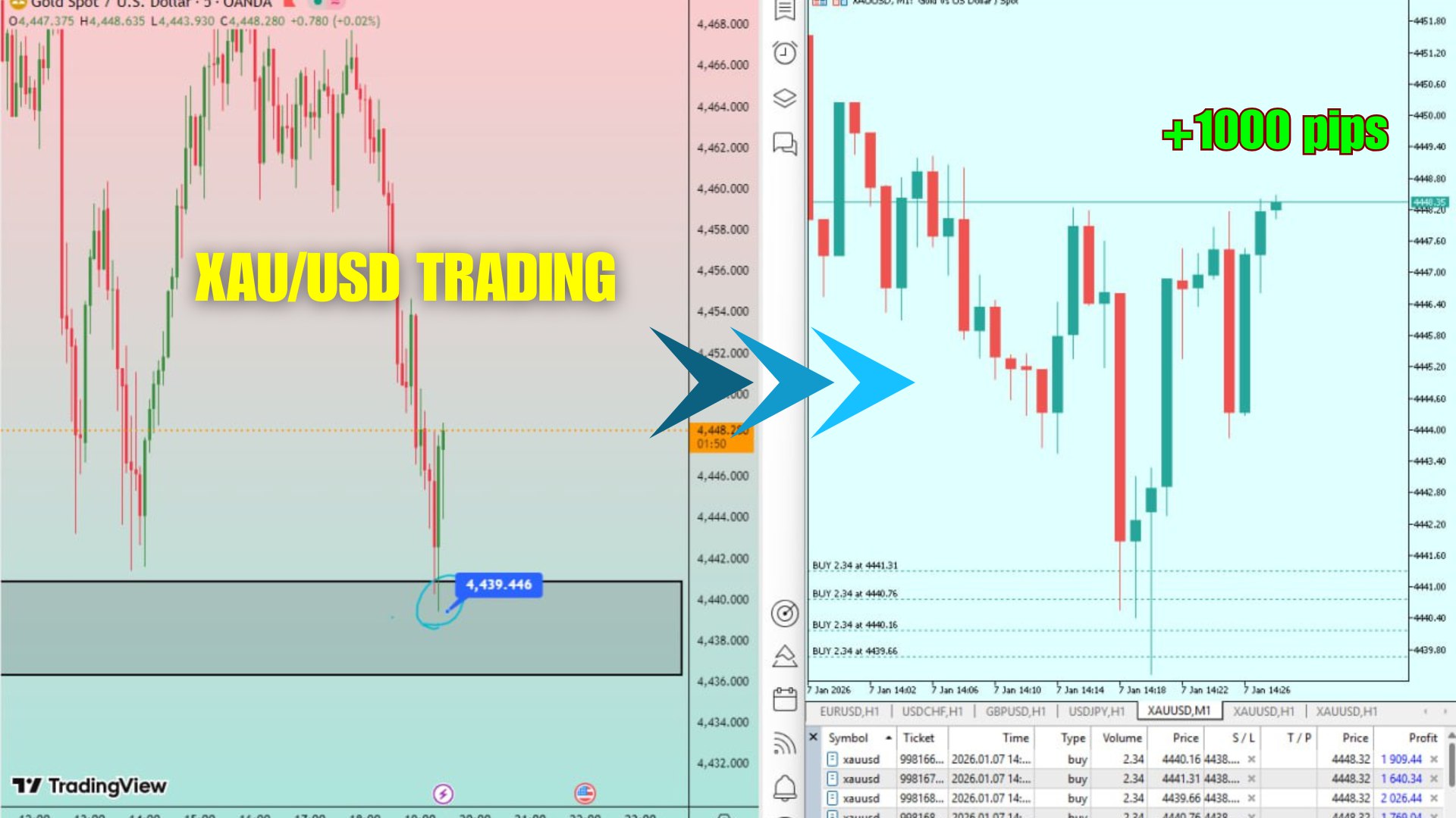 Scalper Gold Nexus 💰