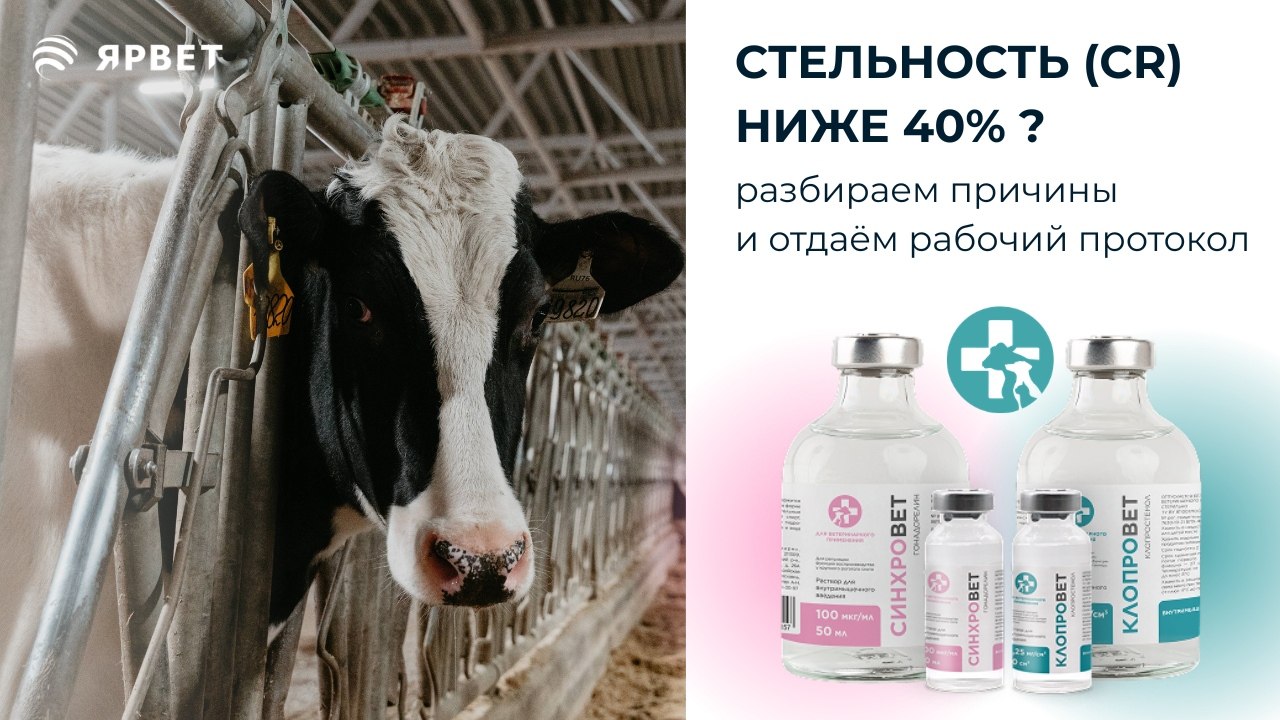 Воспроизводство КРС