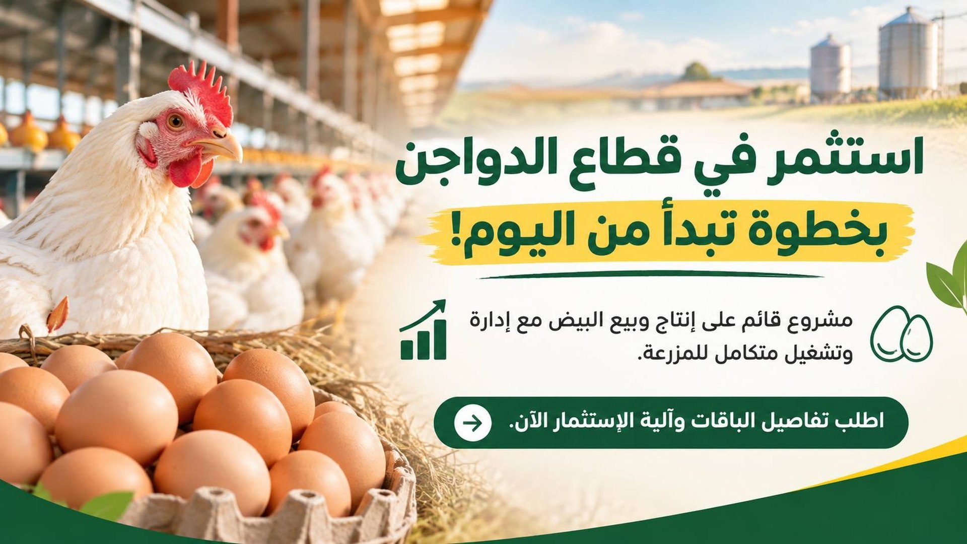 استثمار مزارع || للدواجن
