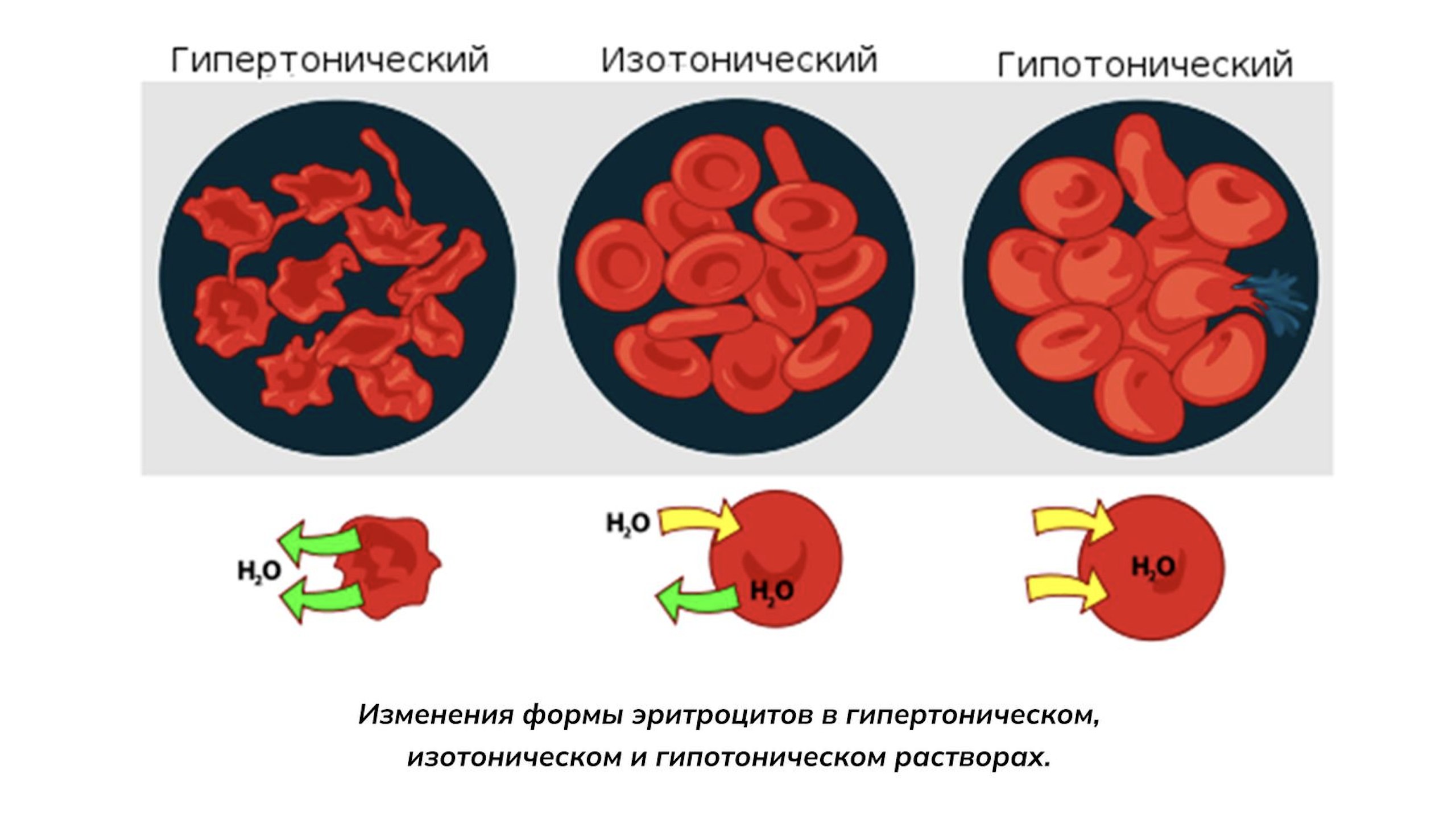 NeoFamily | Биология ЕГЭ-2027 | Андрей и Нурлан