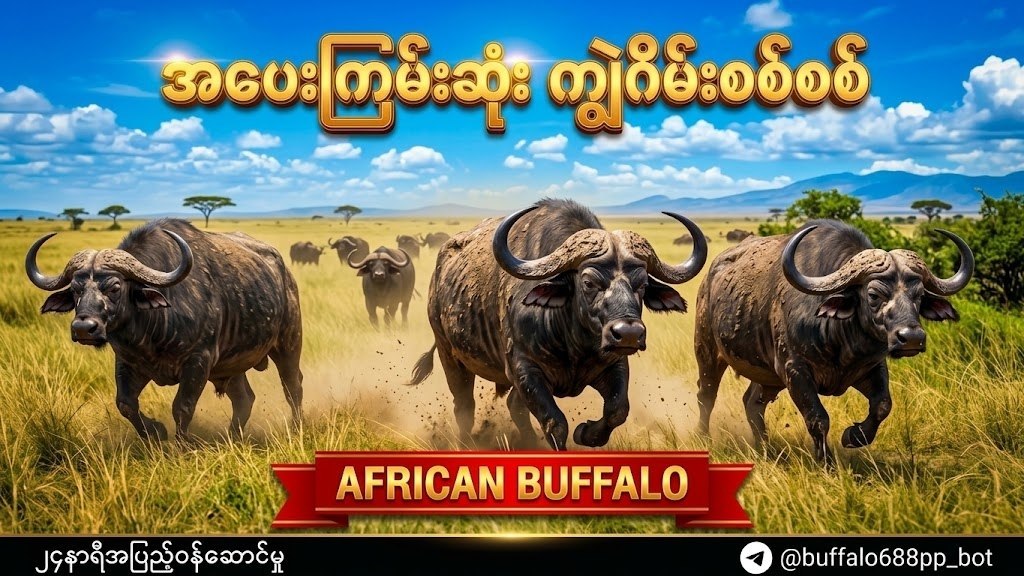 ကျွဲဂိမ်းအစစ် 24 နာရီဝန်ဆောင်မှု 🐂