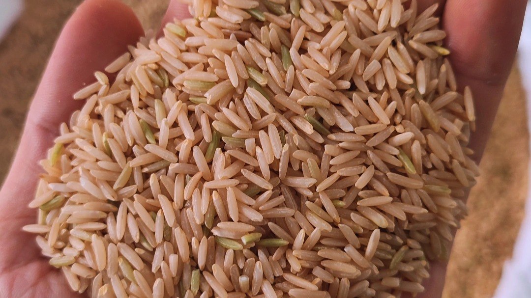 برنج باقری