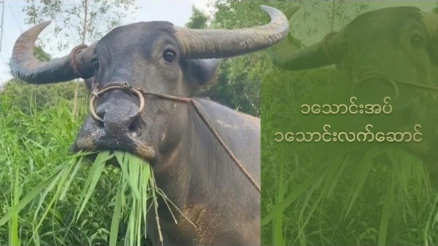 🟢ကျွဲဂိမ်း 🦬Buffalo 688 🦬 🟢