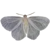🦋