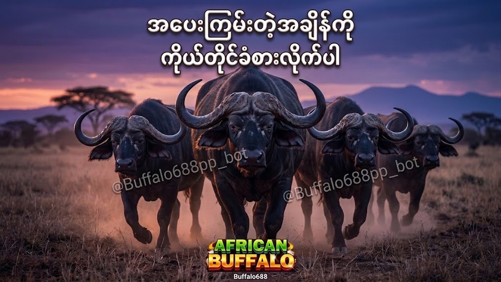 ကျွဲဂိမ်းအစစ် 24 နာရီဝန်ဆောင်မှု 🐂