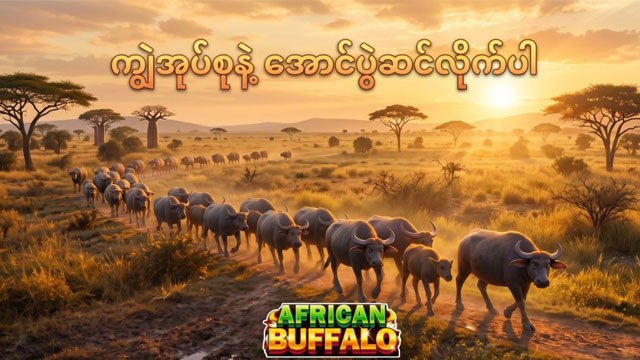 African Buffalo