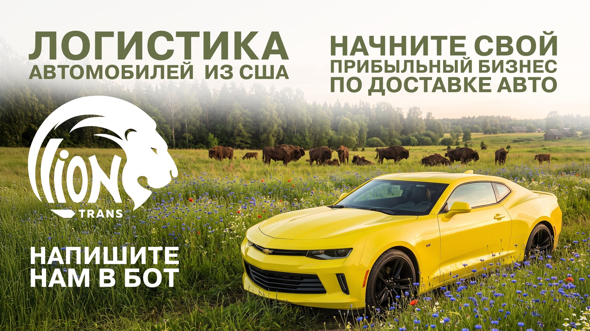 LionTrans