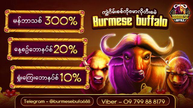 BURMESE BUFFALO688