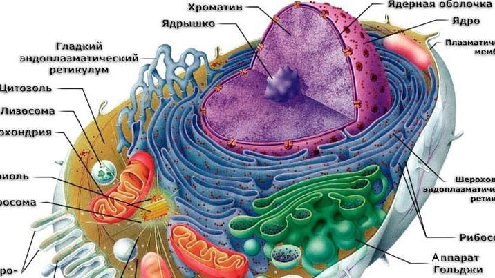 Марк Ламарк | Биология ЕГЭ | 100балльный Репетитор